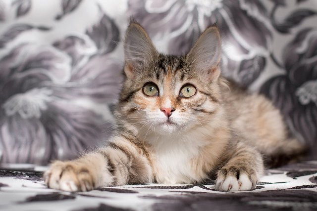 Нежный и трогательный котенок Мия в добрые руки