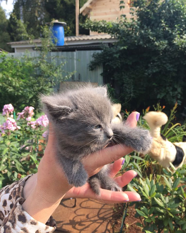 Крошечные котята срочно ищут дом