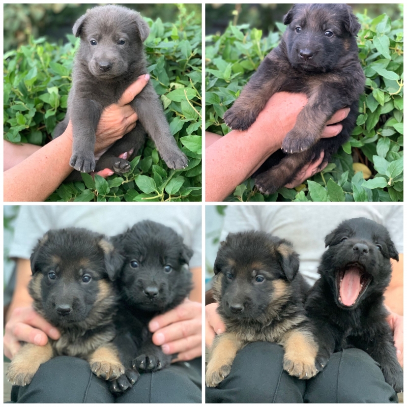 Щенки Немецкой овчарки