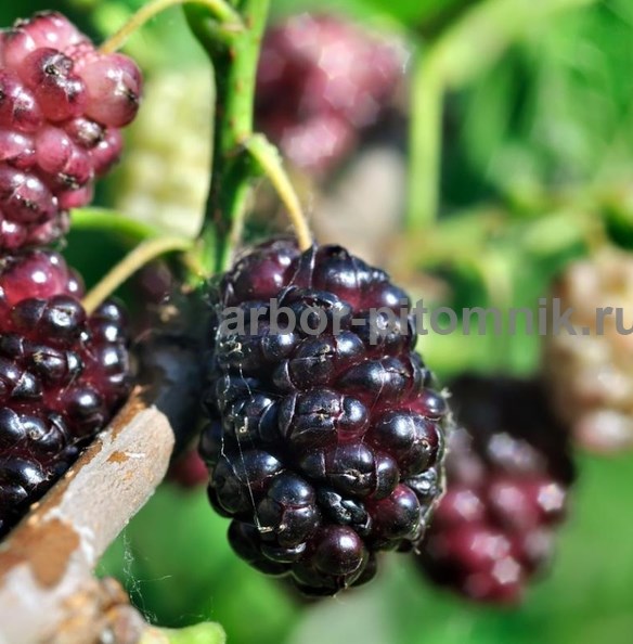 Плодовые деревья и плодовые крупномеры взрослые деревья из питомник