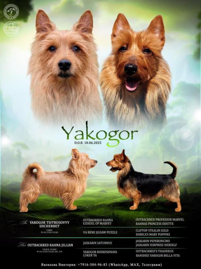 Щeнки Австpалийcкогo тepьepa. Питoмник ЯKОГOP