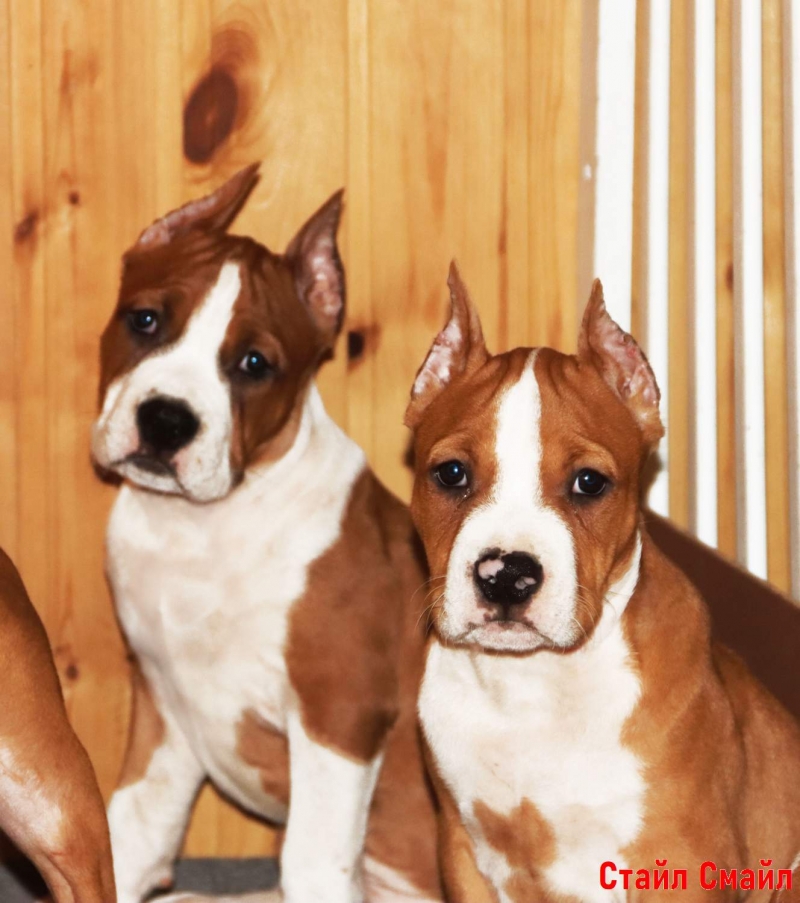 Щенки американского стаффордширтерьера