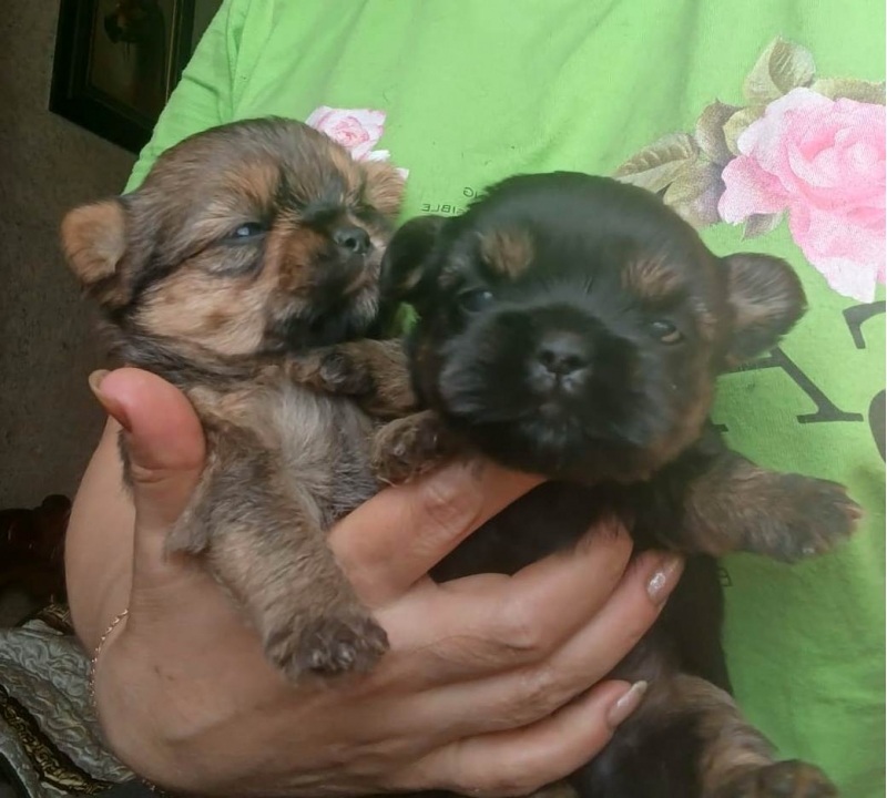 Щенки мальчики шорки, доставка