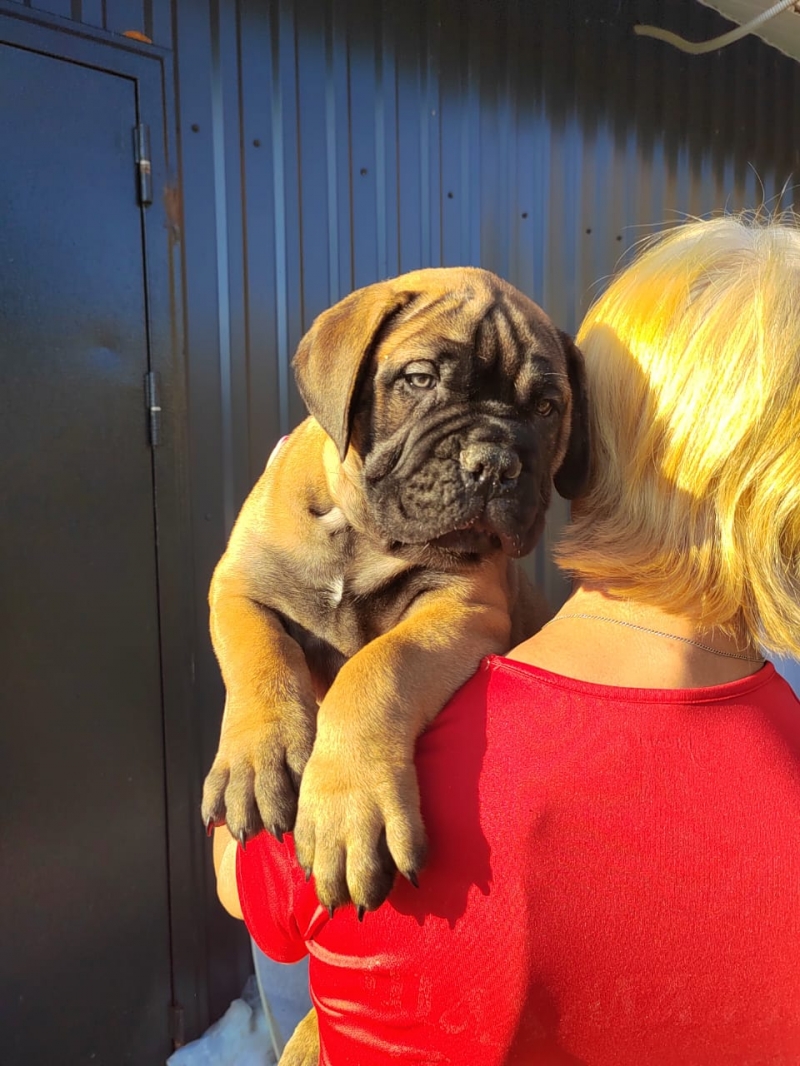 Щенки бульмастифа