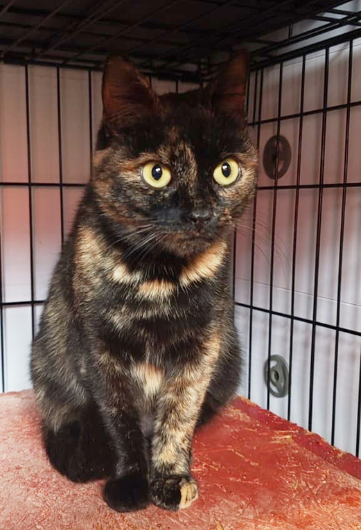 Ласковейшая кошечка Буся живт на улице. Приучена к лотку