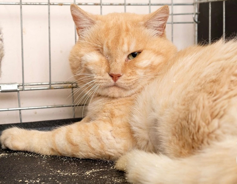 �������� ��� ��� 4 ���� ����� � ������. ���� ���