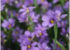 Семена люцерны сорта Манычская, Славянская