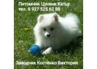 Японский шпиц, щенок кобель