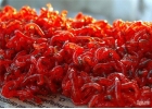 Продам натуральные корма для рыб.