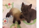Котята красивых окрасов в дар. 1 месяц