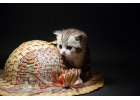 Столичные отличные шотландские котята