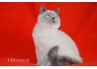 Шотландские котята-подростки блю-поинт окраса.